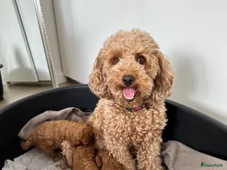 Poedel Toy honden Red/apricot toy poodle puppies - Advertentie 4