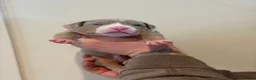 Amerikaanse Bully honden te koop: American Bully pups  - Advertentie 5