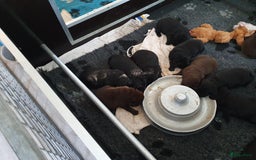 Labrador Retriever honden te koop: 3 zwarte  labrador pups reutjes  in Weert - Afbeelding 6