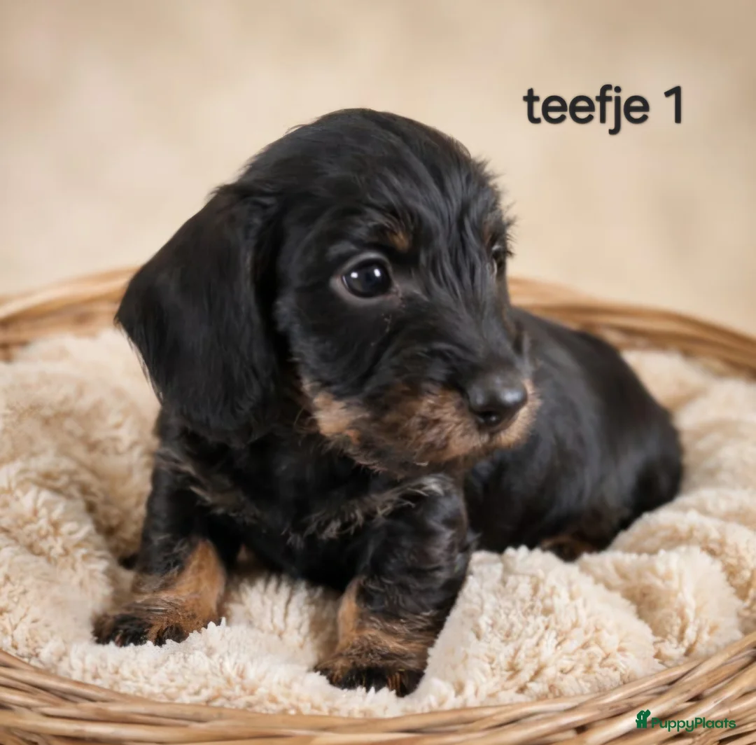 Ruwhaar Teckel honden te koop: Super mooie ruw haar teckel pups. ook choco! - Advertentie 2