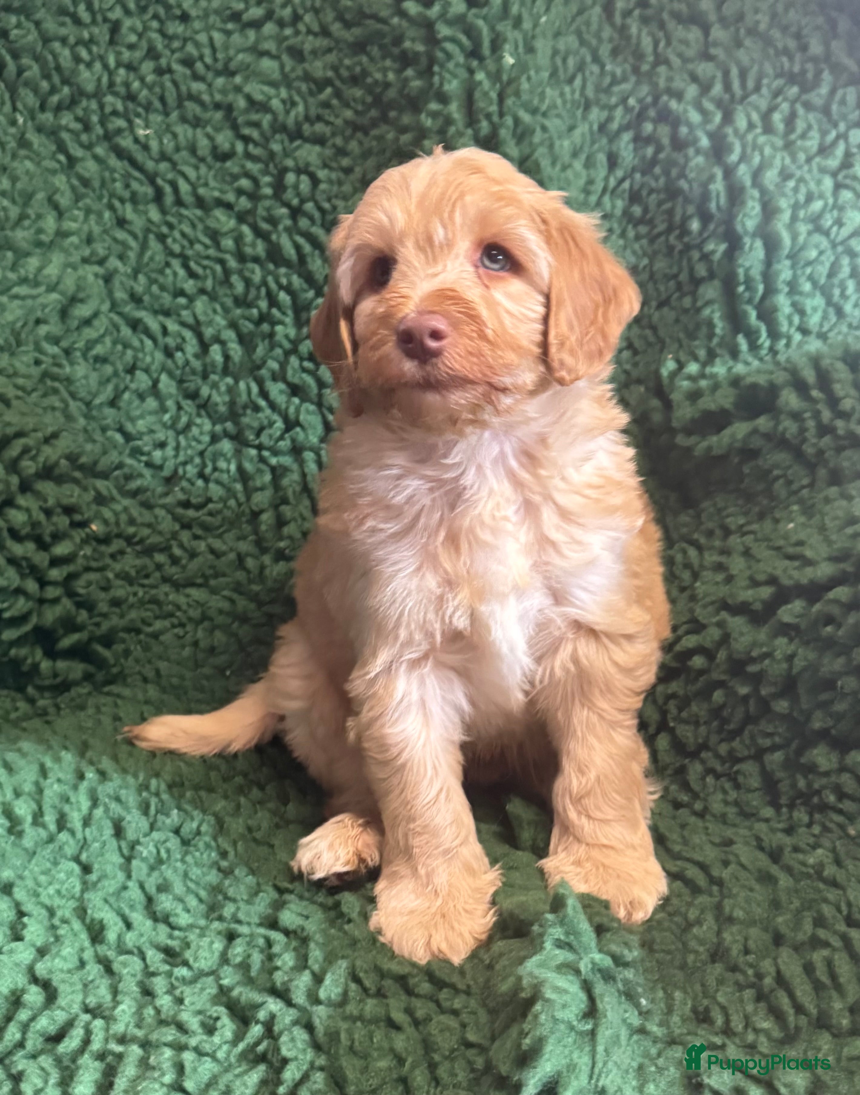 Australian Labradoodle honden te koop Australian labradoodles - Advertentie 1