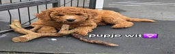 Labradoodle honden te koop: Mini labradoodles mogen verhuizen  - Advertentie 21