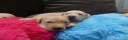 Goldador honden te koop: Prachtige Goldador pups - Advertentie 10