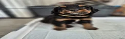Bernedoodle honden te koop: Medium Bernedoodle - Advertentie 3