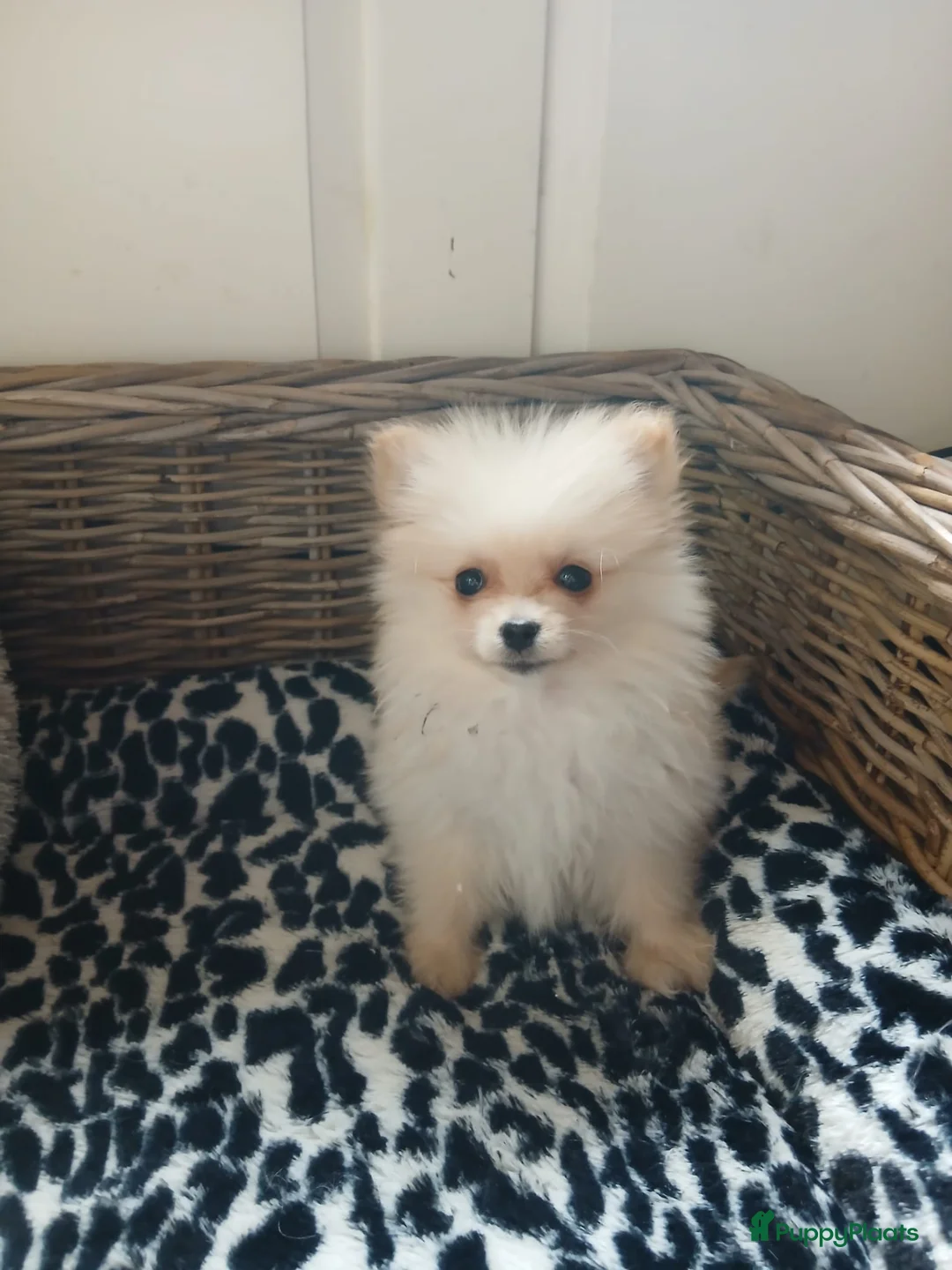 Pomchi honden te koop: Prachtig pomchi teefje - Advertentie 3