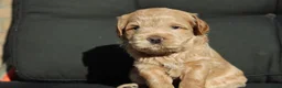Australian Labradoodle honden te koop: Prachtige Australian Labradoodle pups in Velp - Advertentie 25
