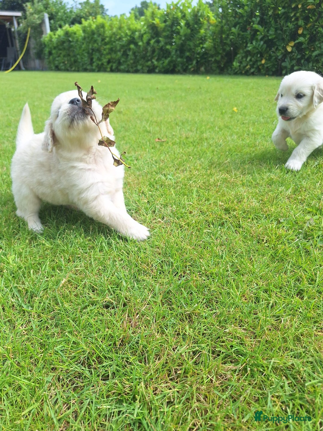 Golden Retriever honden te koop: Prachtige golden retriever pups stamboom  - Afbeelding 4