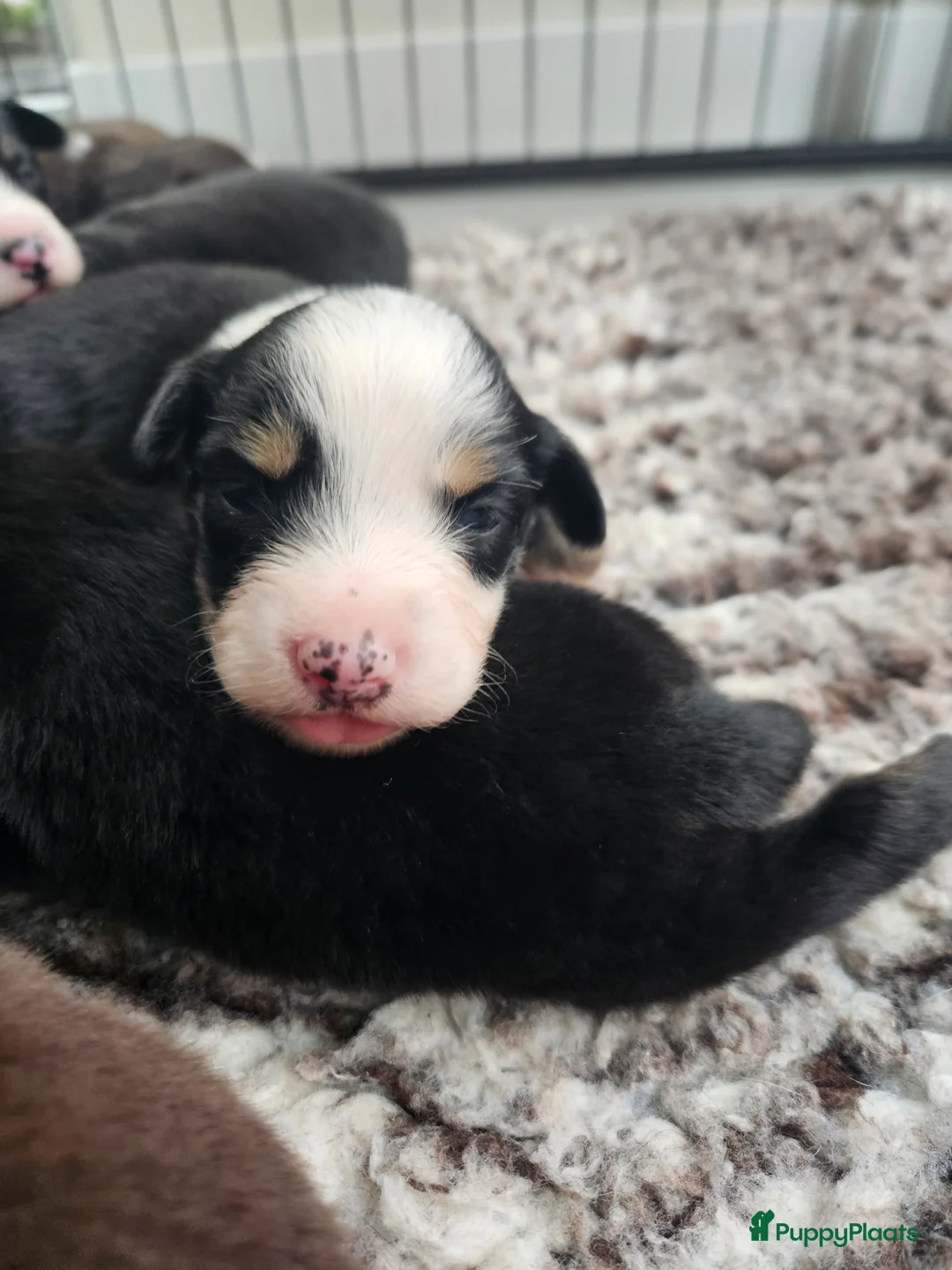 Australian Shepherd honden te koop: Prachtige mini Australian shepherd pups  - Advertentie 2