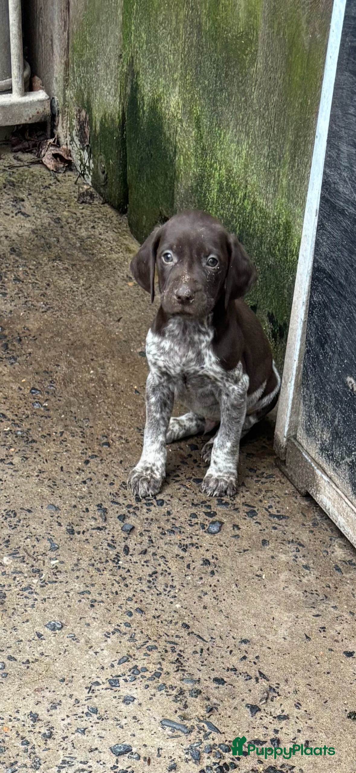 Duitse Staande Hond Korthaar honden Pups Duitse Staande hond - Advertentie 1