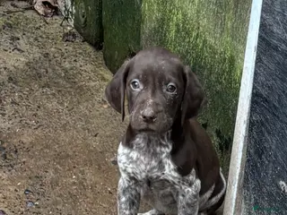 Duitse Staande Hond Korthaar honden Pups Duitse Staande hond - Advertentie 1