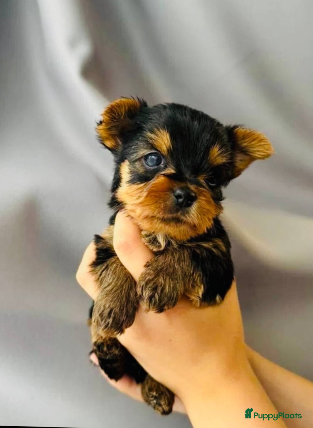 Yorkshire Terriër honden te koop: Kleine Yorkshire pups - Advertentie 2