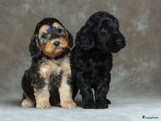 Cockapoo honden Knappe Cockapoo pups. - Advertentie 2