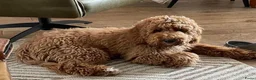 Kruising honden te koop: Reu half Australian mini labradoodle - Advertentie 8