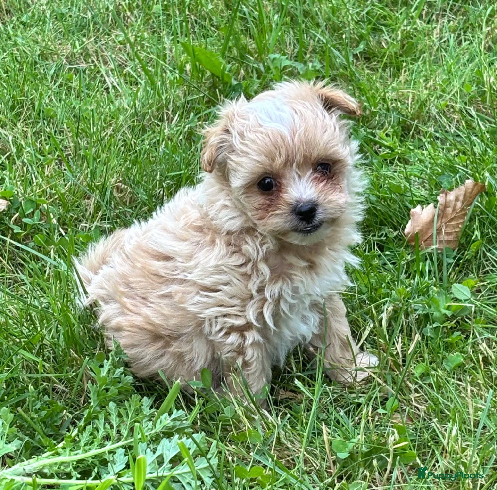 Kruising honden te koop: Pomapoo pups uit geteste ouders - Advertentie 6
