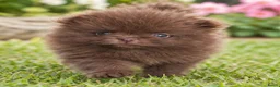Pomeriaan honden te koop: Prachtige pomeriaan puppy's - Advertentie 10