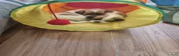 Malshi honden te koop: Liefdevol opgevoede Malshi puppy’s 🐾 Boomer puppy - Advertentie 5