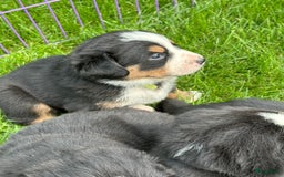 Kruising honden te koop: Berner Sennen x Zwitserse Sennen pups - Afbeelding 2