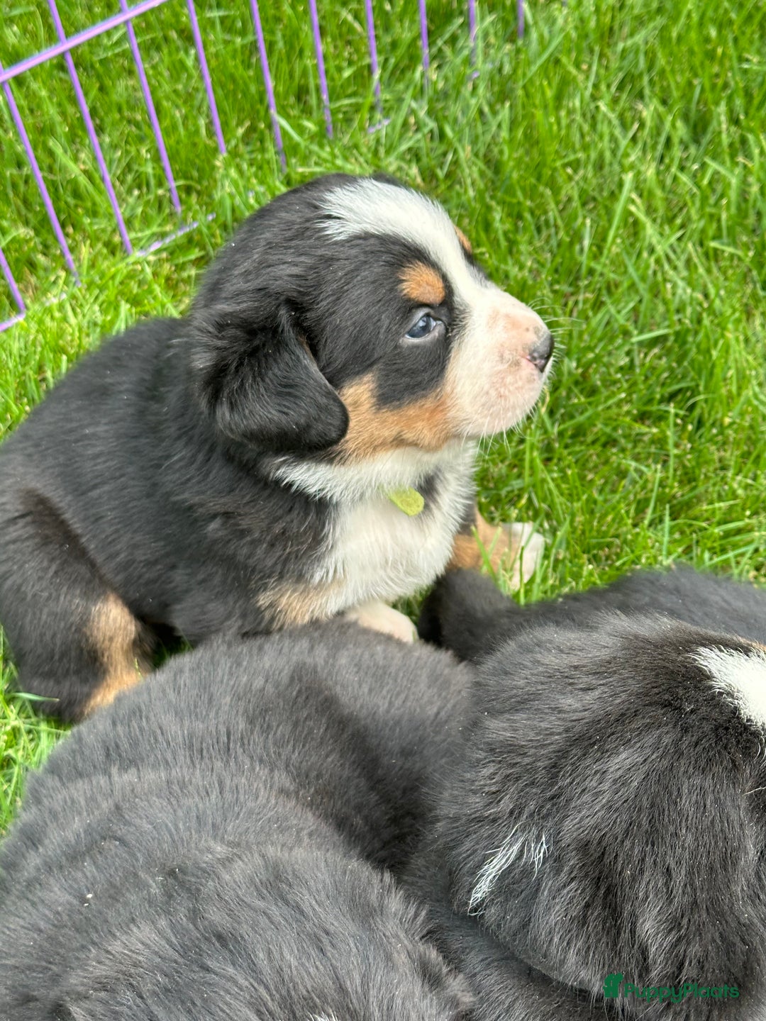 Kruising honden te koop: Berner Sennen x Zwitserse Sennen pups - Afbeelding 2