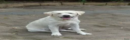 Goldador honden te koop: Prachtige Goldador pups - Advertentie 15