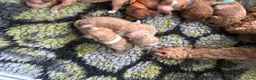 Cockapoo honden te koop: Cockapoo pups f1bb, huiselijk nestje - Advertentie 9