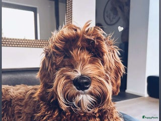 Australian Labradoodle honden Australische Labradoodle - Advertentie 7