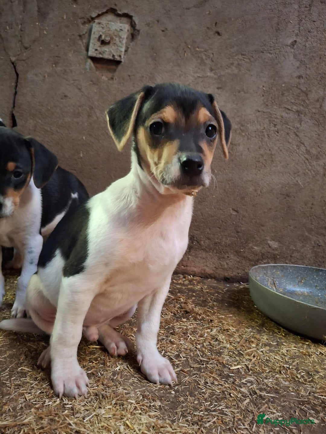 Fox Terriër Gladhaar honden te koop: boerenfox pups - Advertentie 9