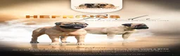Bullmastiff honden te koop: Bullmastiff pups met stamboom - Advertentie 4