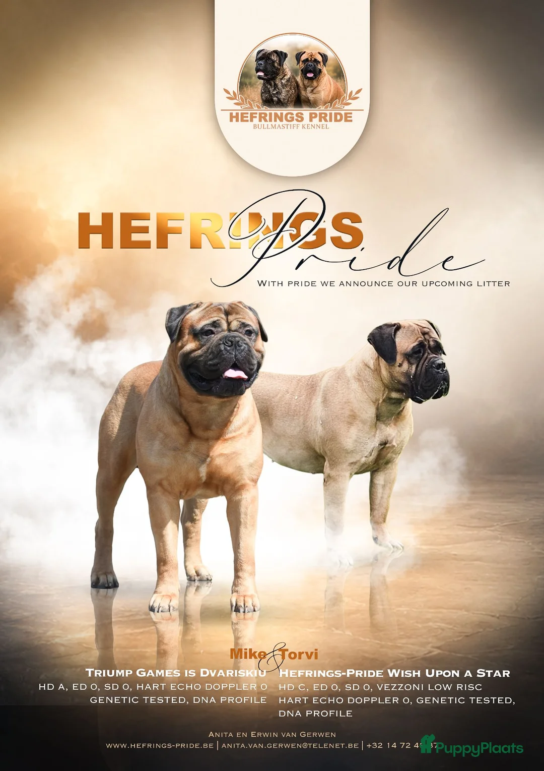 Bullmastiff honden te koop: Bullmastiff pups met stamboom - Advertentie 4