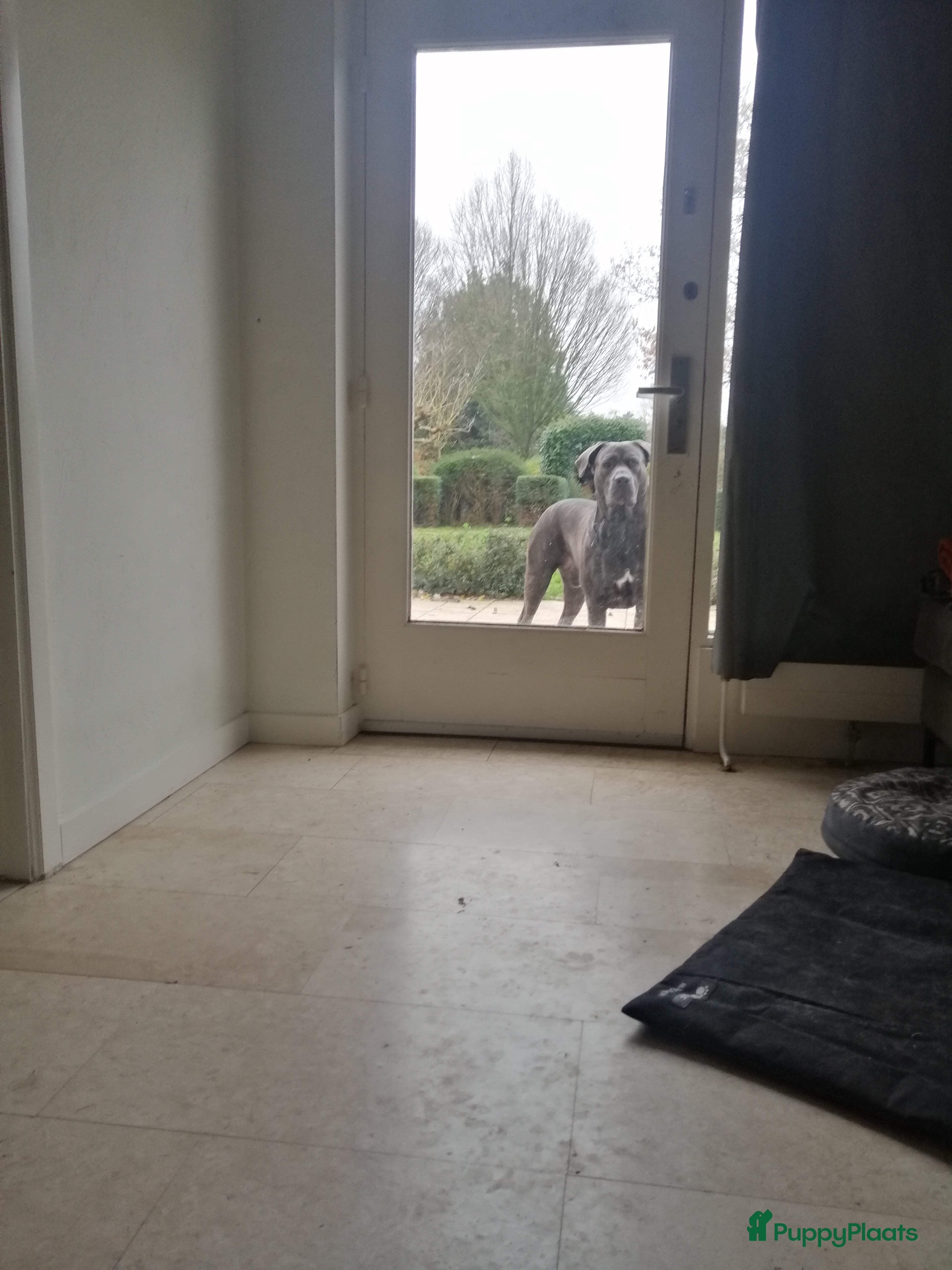 Kruising honden Bandog dekreu beschikbaar - Advertentie 2