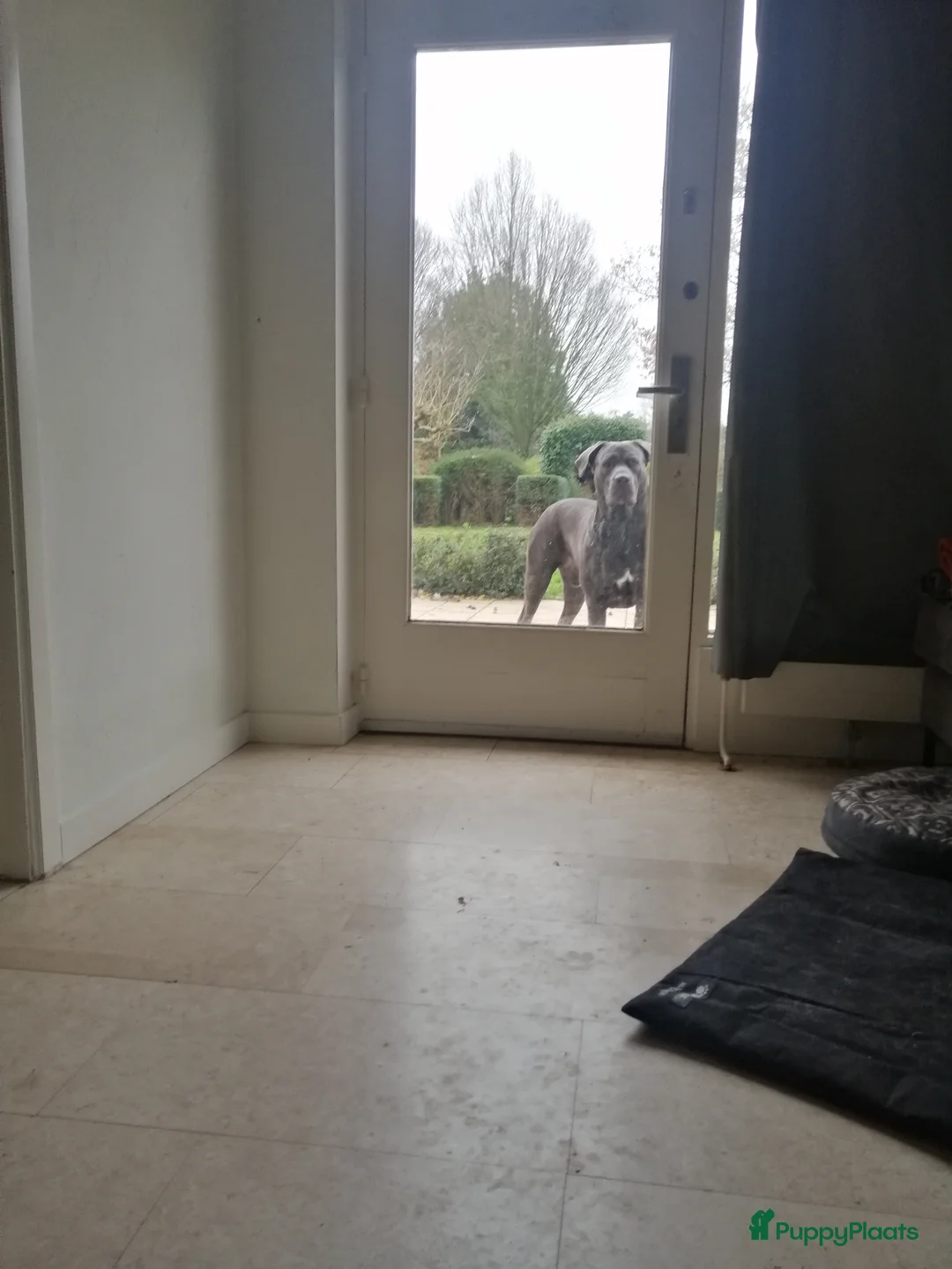 Kruising honden ter dekking: Bandog dekreu beschikbaar - Advertentie 2