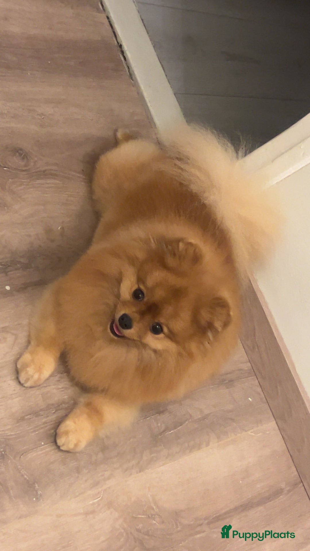 Keeshond honden te koop: Pomeriaantje - Afbeelding 1