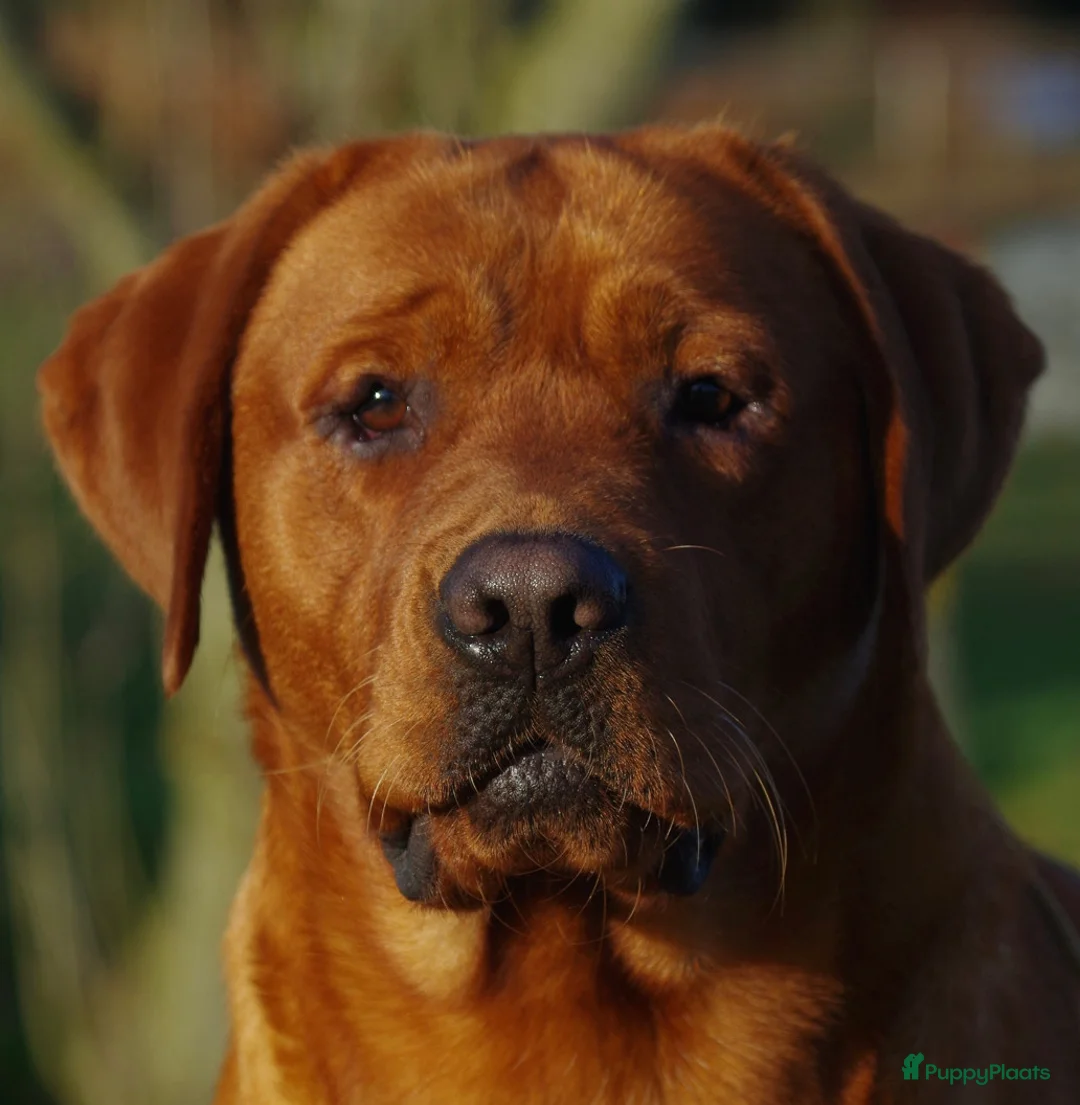 Labrador Retriever honden te koop: NEST AANKONDIGING LABRADOR PUPS - Advertentie 31