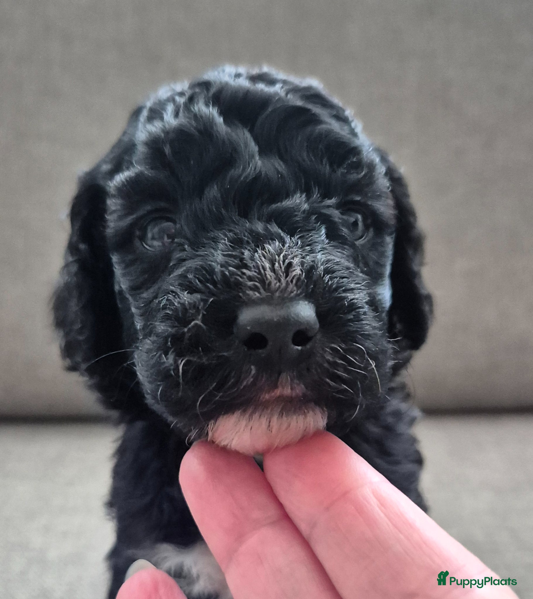 Cockapoo honden Cockapoo pups  - Advertentie 2