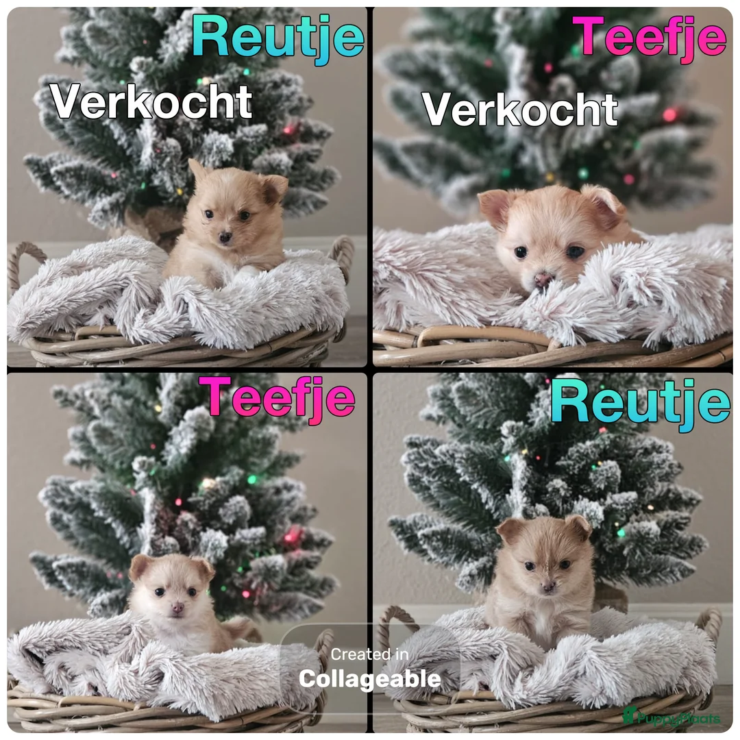 Pomchi honden te koop: Pomchi pups  - Advertentie 3