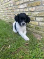 Friese Stabij Puppy 3