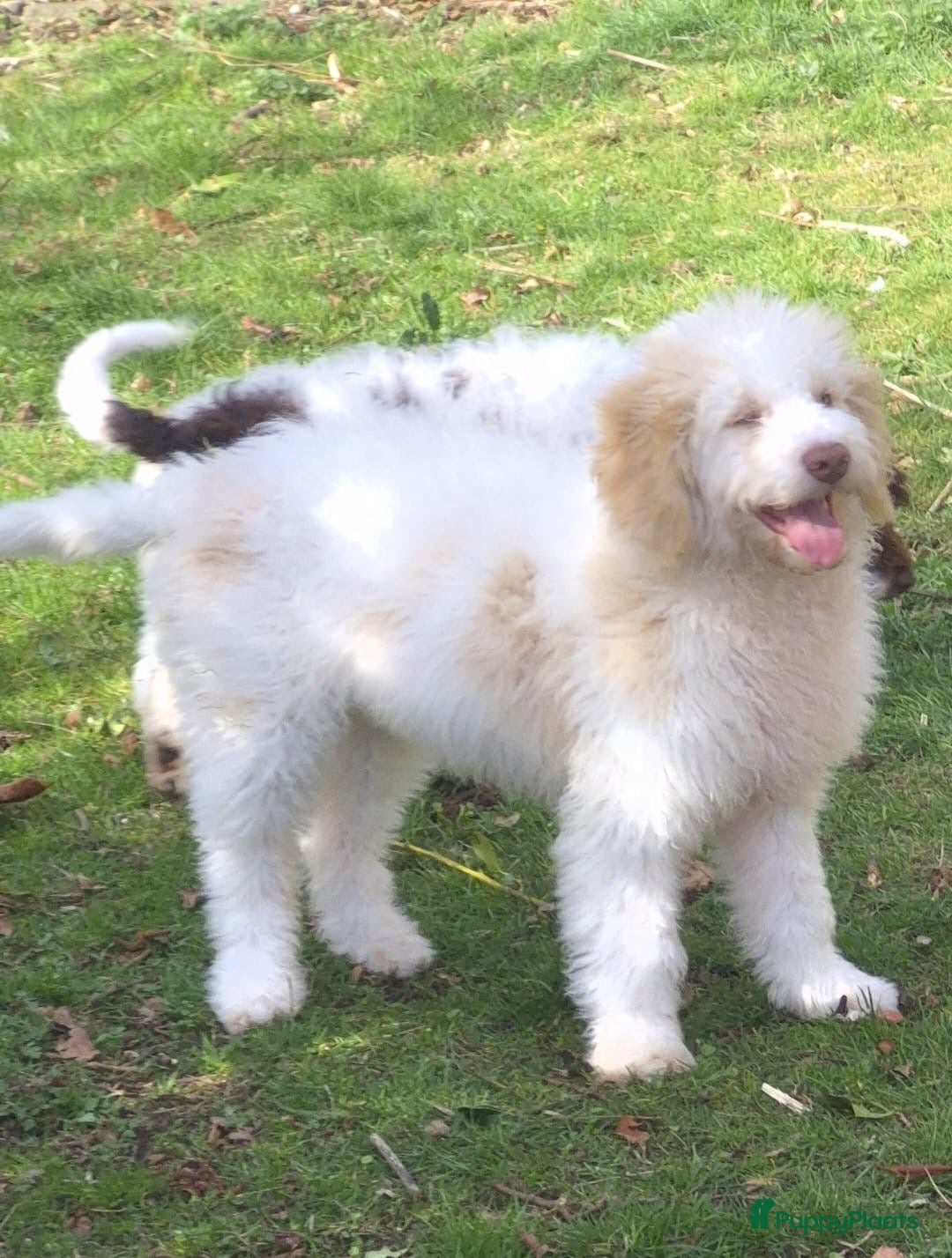 Lagotto Romagnolo honden Italiaanse waterhond Lagotto Romagnolo - Advertentie 1