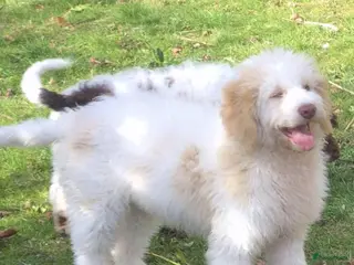 Lagotto Romagnolo honden Italiaanse waterhond Lagotto Romagnolo - Advertentie 14