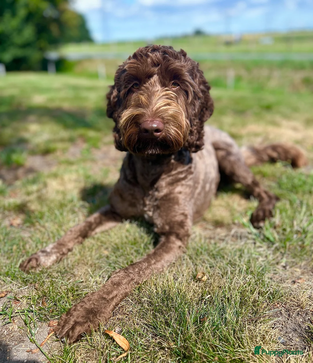 Labradoodle honden ter dekking: Prachtige bruine labradoodle ter dekking - Advertentie 4