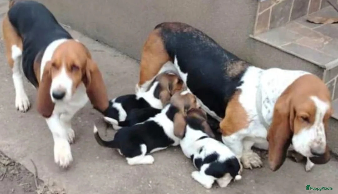 Basset Hound honden te koop: Basset hound pups - Advertentie 9