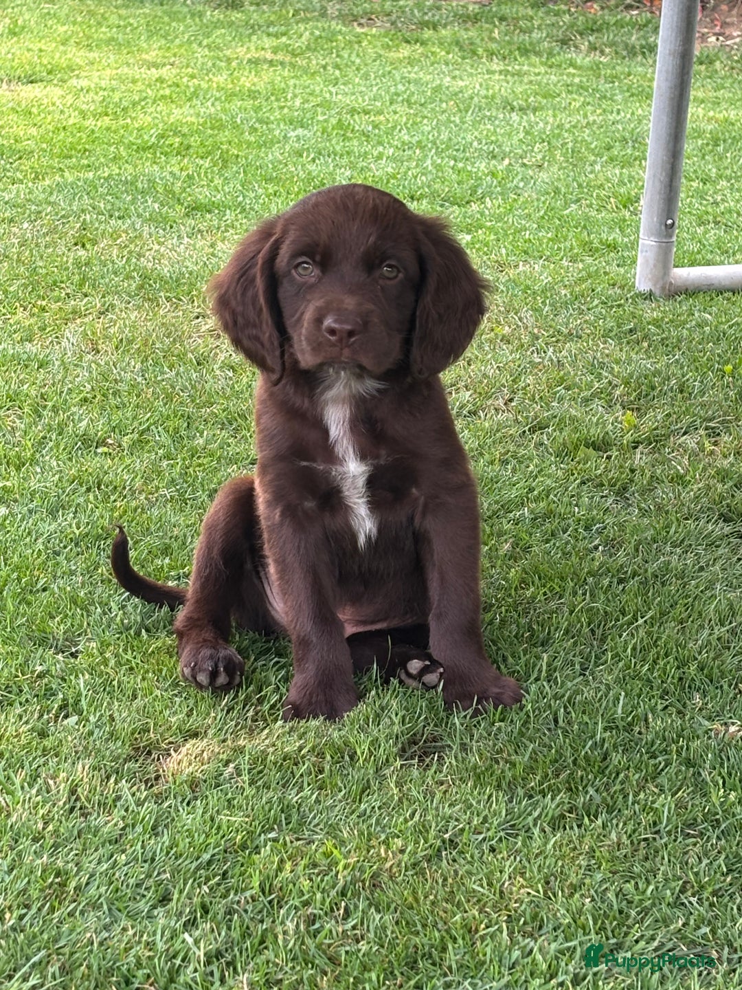 Duitse Staande Hond Langhaar honden te koop: Duitse staande langhaar pups  in Maastricht - Afbeelding 30