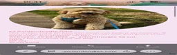 Goldendoodle honden te koop: Standaard goldendoodle pups fleece vacht - Advertentie 22