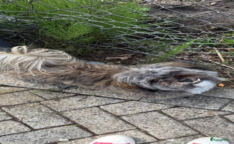 Shih Tzu honden - Advertentie 2
