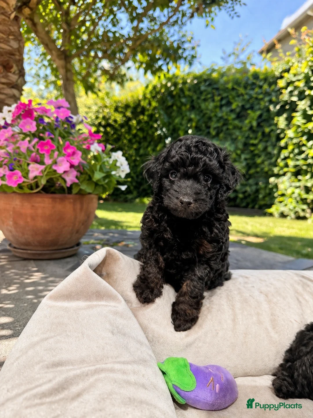 Maltipoo honden te koop: Maltipoo pups geteste vader/moeder - Advertentie 1