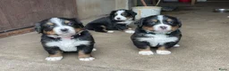 Berner Sennenhond honden te koop: Prachtige Raszuivere Berner Sennen pups te koop in Voorthuizen - Advertentie 12