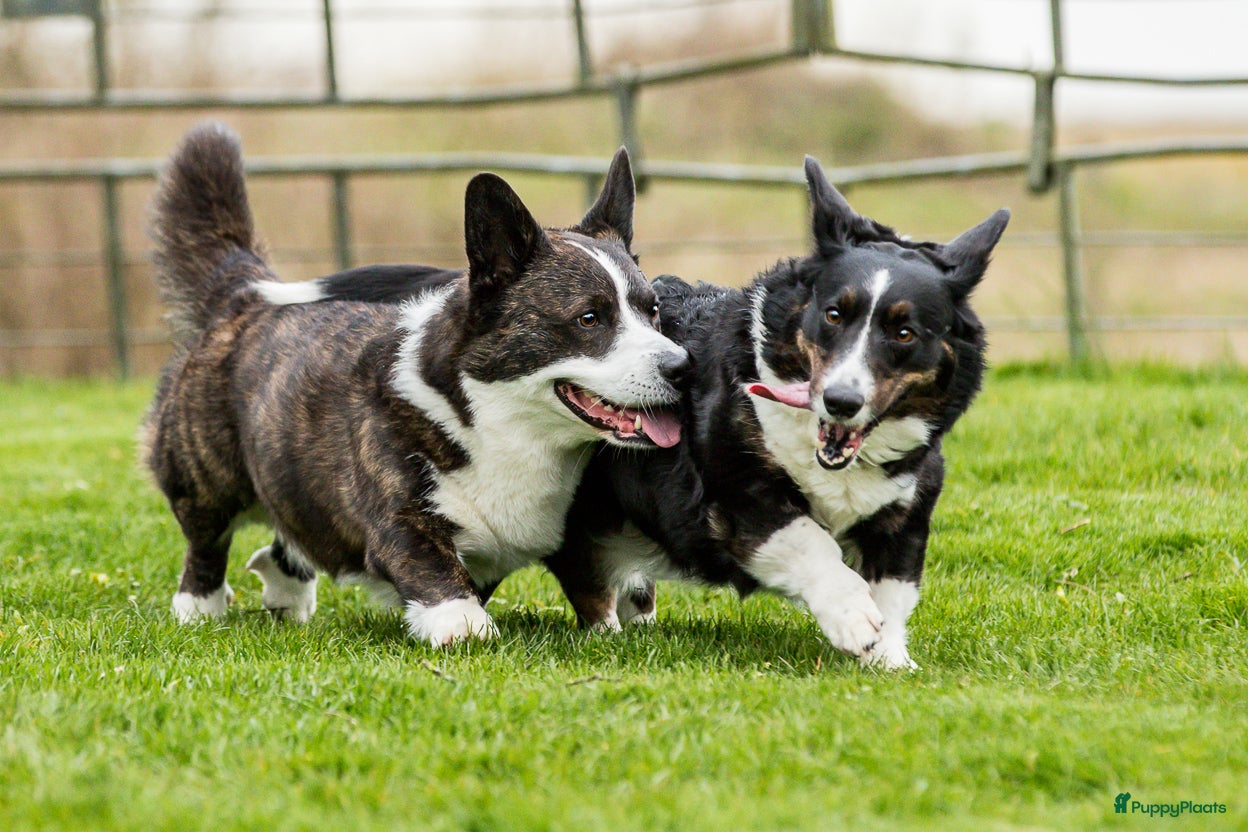 Welsh Corgi Cardigan honden te koop: Cardigan Welsh Corgi pups in Wilhelminaoord - Advertentie 3