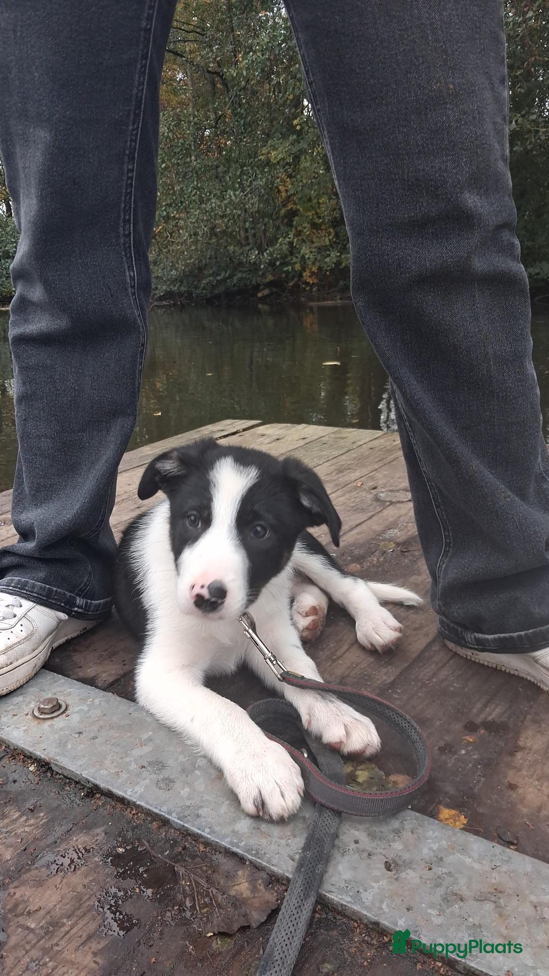 Border Collie honden te koop: prachtige Border Collie pup - Advertentie 4