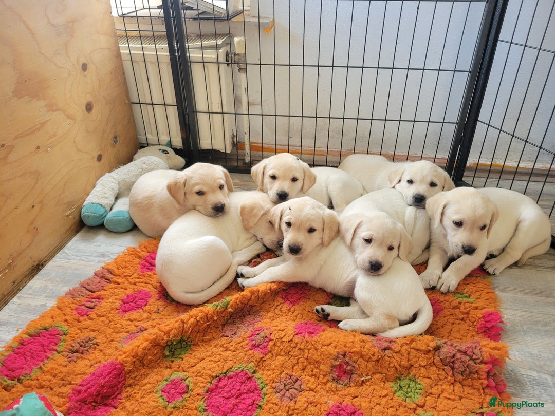 Labrador Retriever honden te koop: Stamboom fieldtrial labrador pups - Advertentie 4