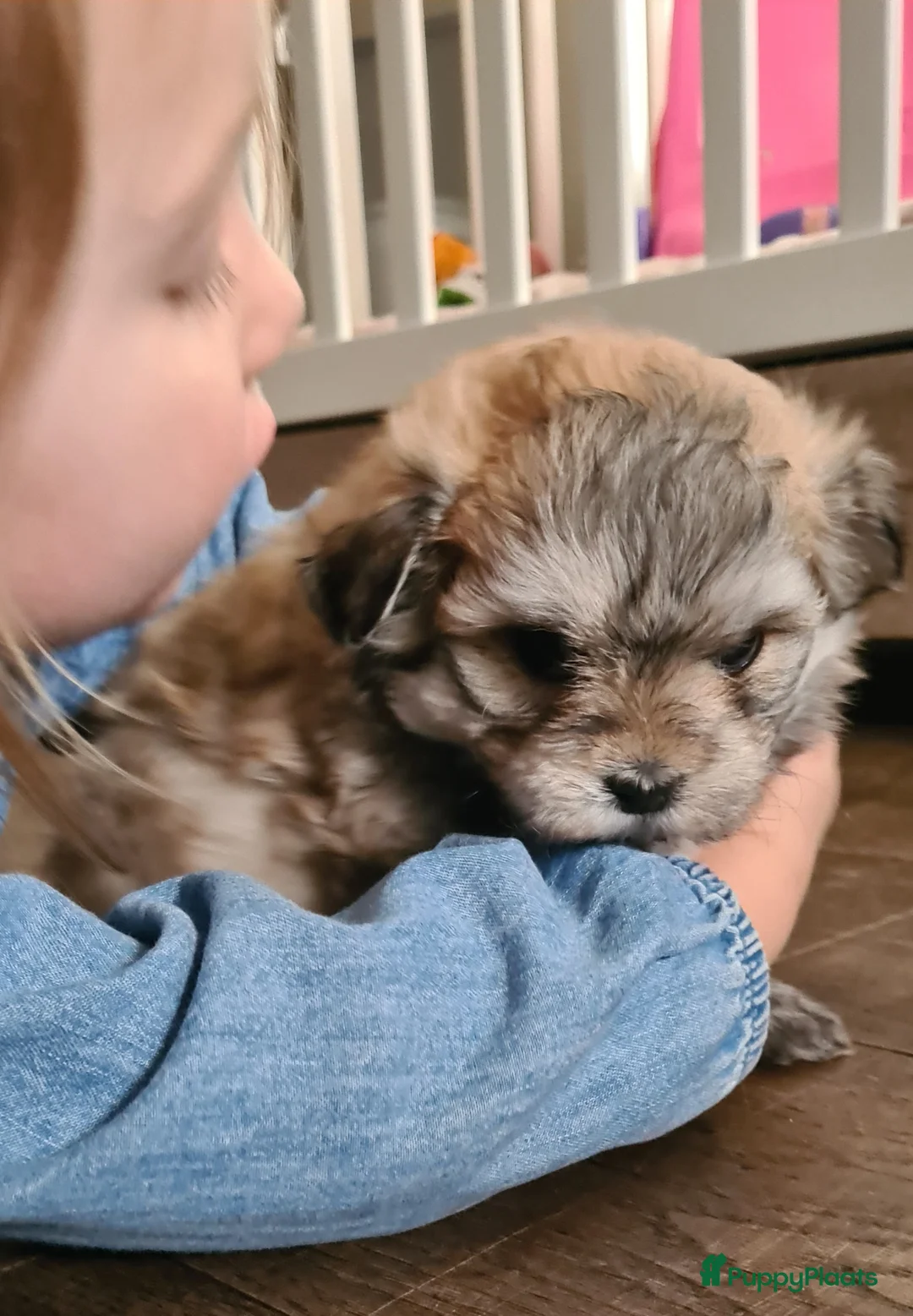 Kruising honden te koop: Prachtige lieve shipom pups - Advertentie 3