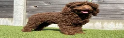 Labradoodle honden te koop: Mooie mini labradoodle puppies  - Advertentie 6