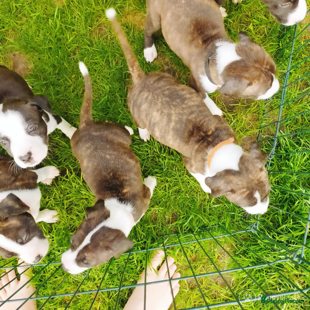 Engelse Stafford honden ter dekking: DekReu aangeboden Engelse stafford in Beerta - Advertentie 5